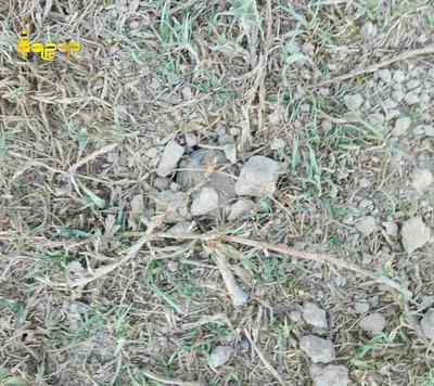 Junta forces plant landmines in areas where residents have to rely for livelihood