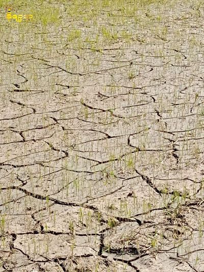 Climate change hits Rakhine State, less rain makes farming too difficult