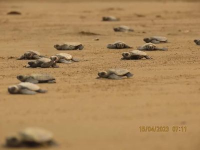 Turtle hatchlings from Kyeintali beach conservation zones released into the sea during Thingyan