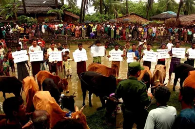 ULA/AA donates money-cattle to Buthidaung Muslims for celebrating  Eid ul-Adha