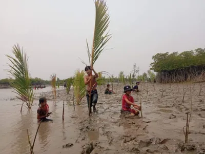 Over 700,000 Mangrove Trees Planted Through Self-Help Initiatives in Arakan State Amid Ongoing Fighting