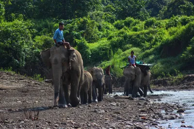 Daung Chaung Elephant Camp in Gwa Township Relocates as AA Offensive Approaches