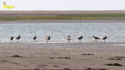 Illegal Capture and Killing of Aquatic Animals and Migratory Birds on Nantha Island, a Designated Marine National Park, Raises Fears of Rare Bird Species Extinction