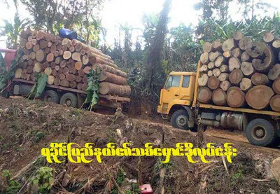 Illegal logging in Arakan mountain halted due to ongoing fighting